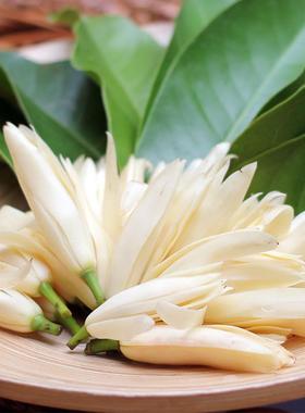 白兰黄兰浓香庭院花园阳台多年生四季种植易成活净化空气易成活