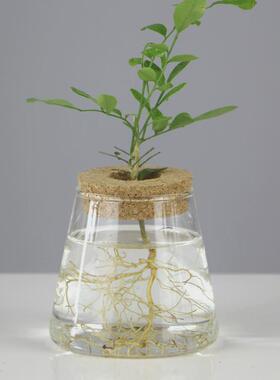创意水培植物玻璃花瓶透明简约水养绿萝容器装饰客厅桌面插花摆件