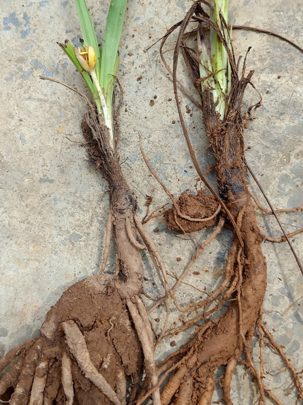 贵州野生仙茅苗花苗盆栽地栽阳台庭院楼顶好养奇趣药用食用植物 - 图0