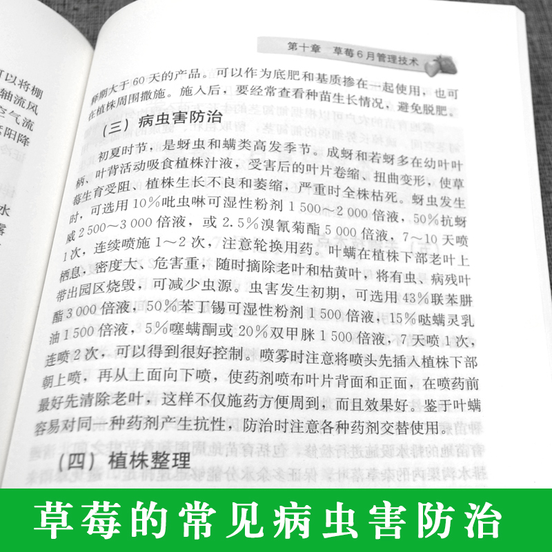 草莓生产精细管理十二个月草莓育苗栽培管理栽培新技术草莓高效栽培与病虫害防治技术大全草莓苗栽培现代农业书籍大棚草莓种植技术-图2