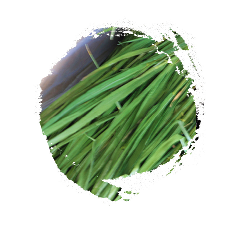 2025年烘干小麦草干草兔子龙猫荷兰猪牧草小麦新草 干草1000g毛重,淘宝优惠券,粉丝福利购,淘宝优惠卷