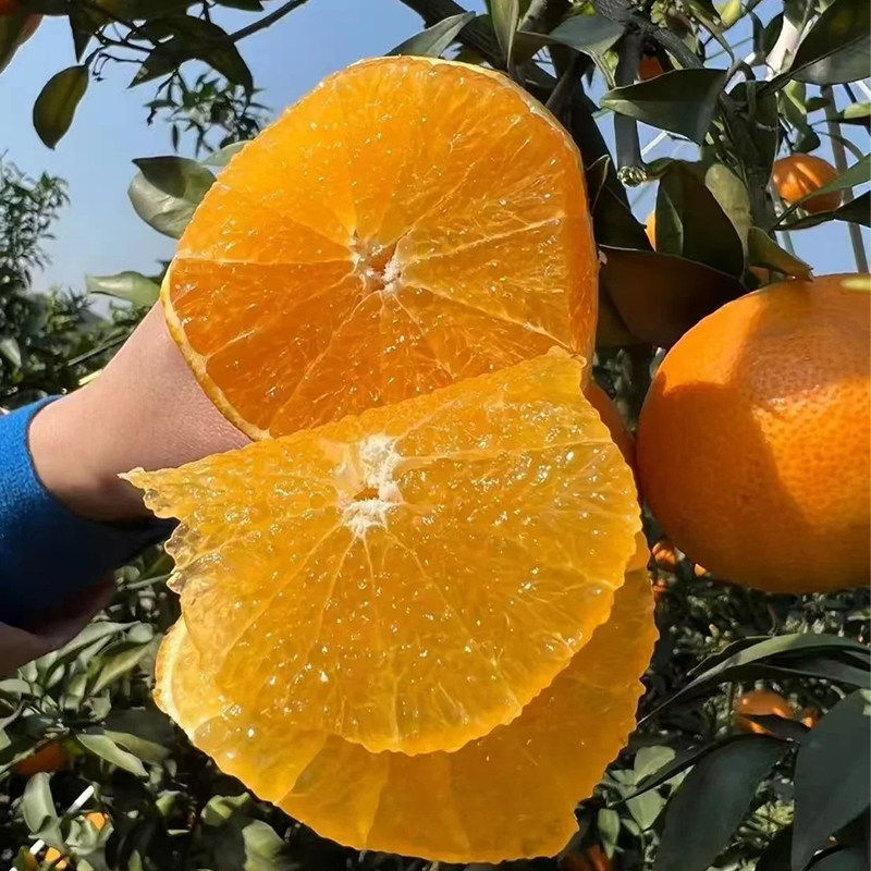 正宗四川爱媛38果冻橙当季新鲜水果应季橙子整箱10斤礼盒装橘子桔,淘宝优惠券,粉丝福利购,淘宝优惠卷