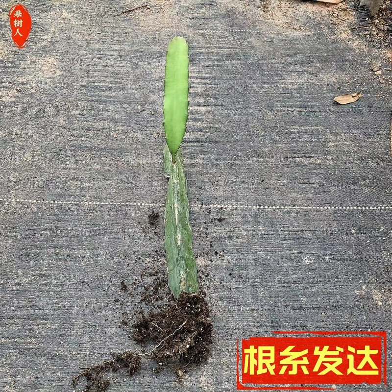 红心火龙果苗庭院盆栽地栽金都桂红燕窝黄皮无刺火龙果树苗带根,淘宝优惠券,粉丝福利购,淘宝优惠卷