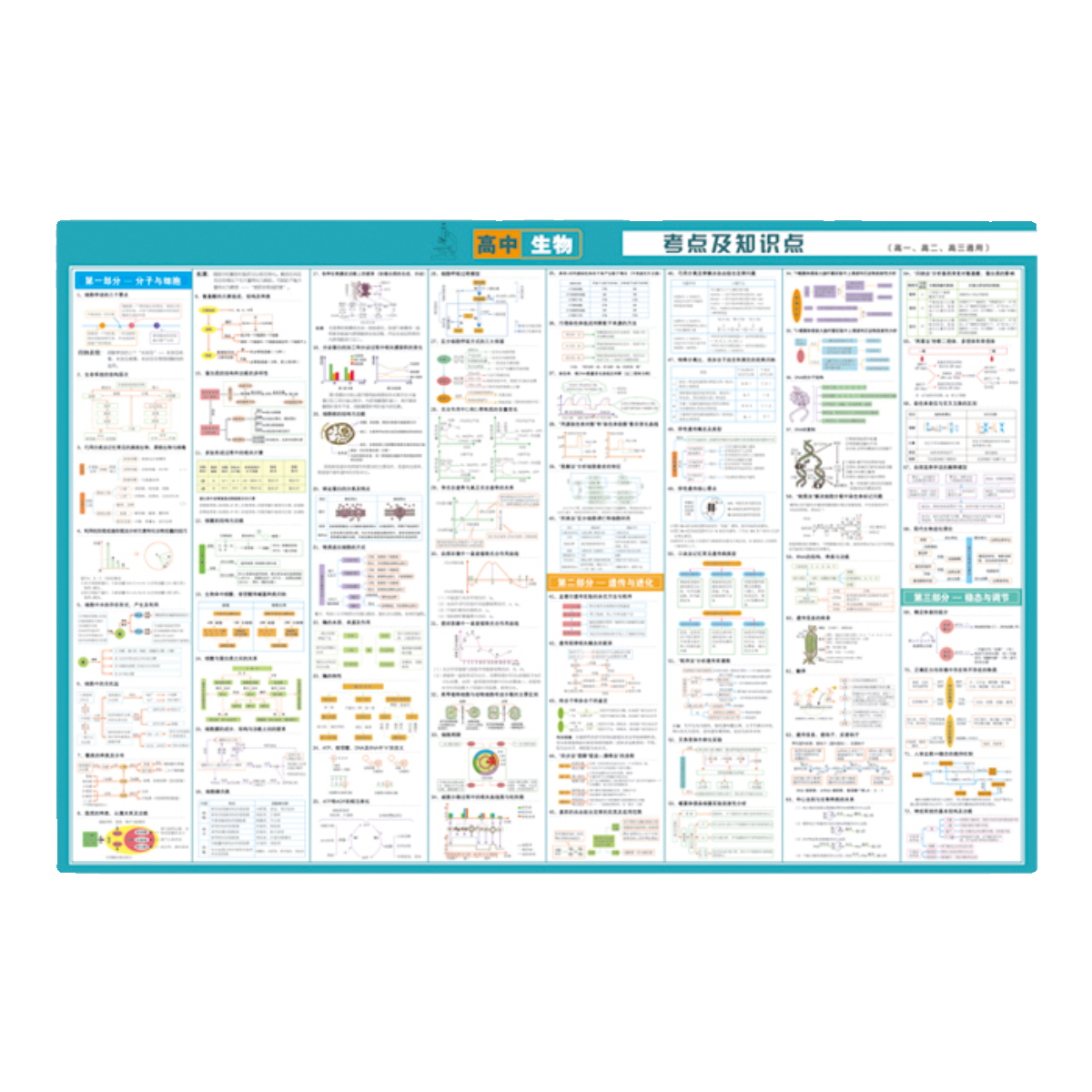 2024新高考适用高中生物考点及全部知识点墙贴思维导图新版挂图 - 图3