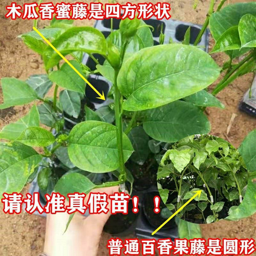 新品大果香蜜木瓜黄金百香果苗台湾改良百香果苗四季盆栽当年结果 - 图3