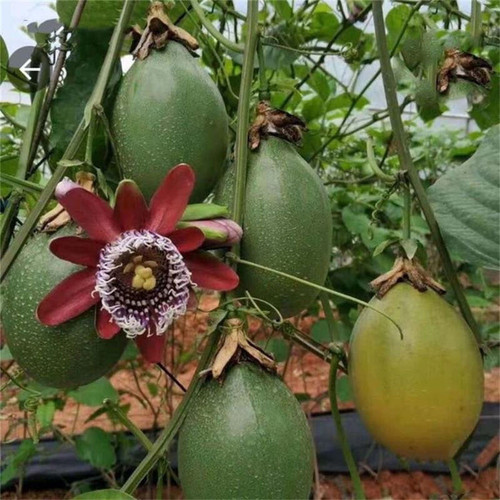 新品大果香蜜木瓜黄金百香果苗台湾改良百香果苗四季盆栽当年结果 - 图2