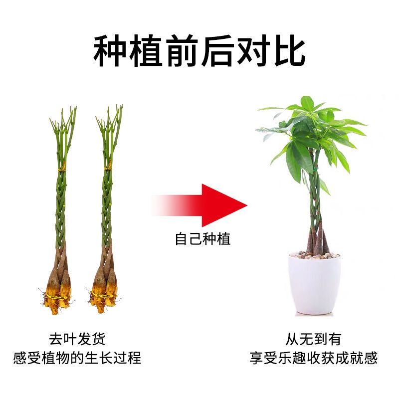 发财树苗发财树盆栽辫子发财树室内外绿植盆栽【赠送生根粉】-图2