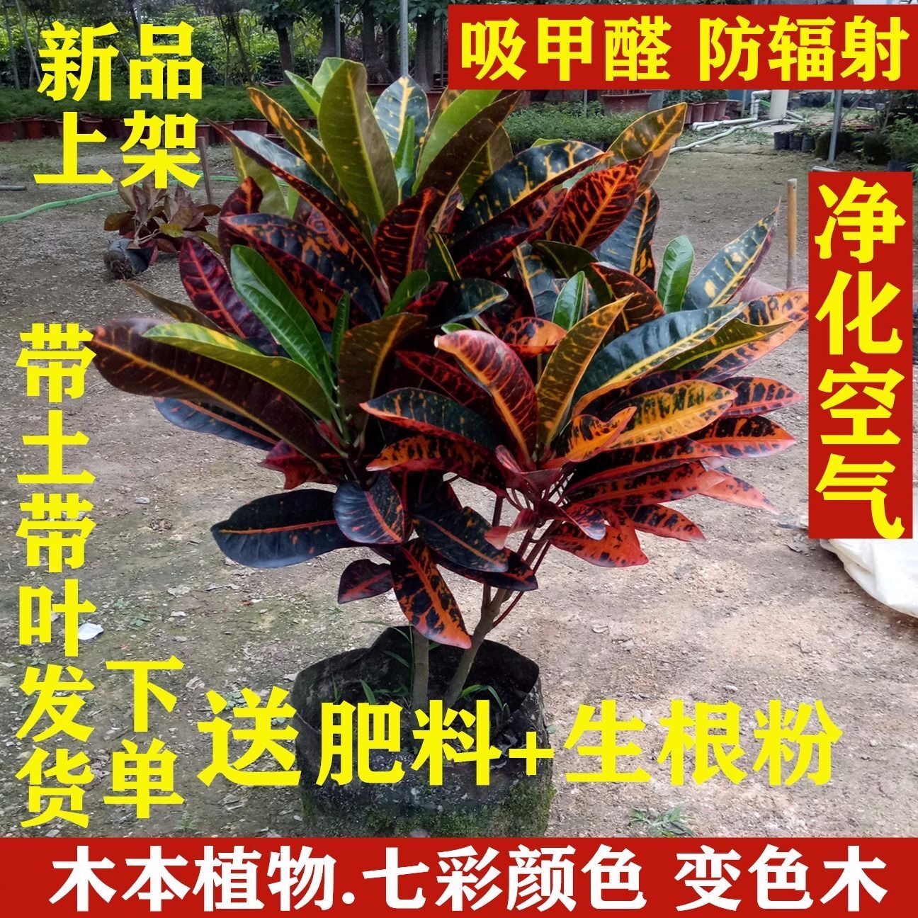 变色木七彩变色木树苗花卉室内外盆栽办公桌阳台庭院植物耐寒抗旱-图0