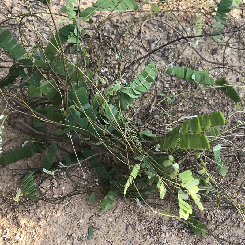 野生鸡骨草农家特产广东煲汤料鸡骨草大黄草叶黄草相思藤1斤包邮 - 图0