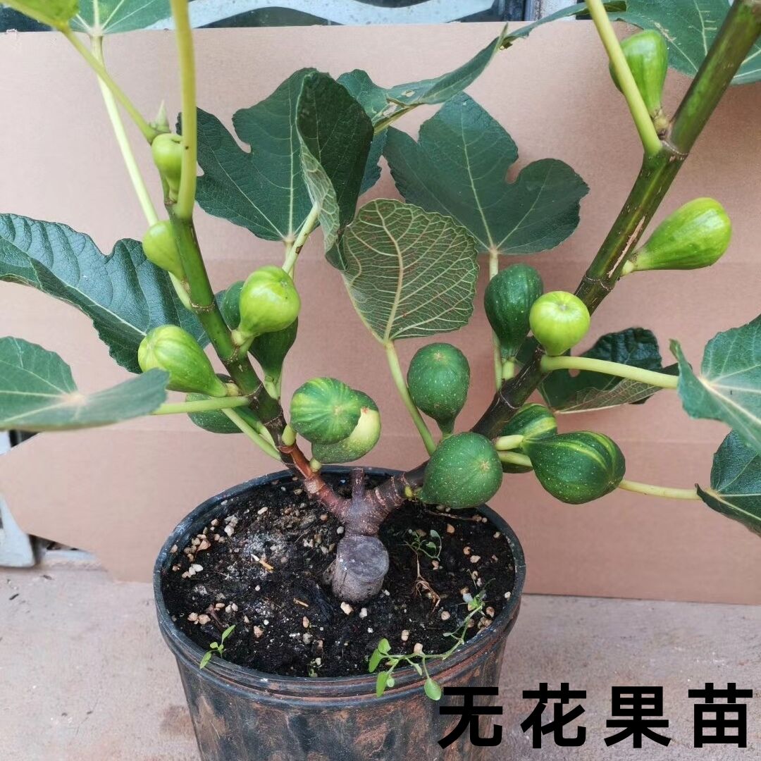 红心无花果苗盆栽地栽阳台庭院种植当年结果果树苗四季结果果苗-图1