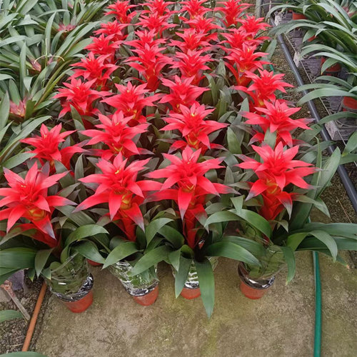 鸿运当头盆栽小红星办公室开红花卉绿植物大型好养凤梨吸甲醛客厅 - 图2