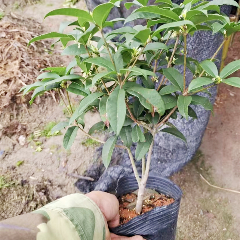 四季桂花盆栽浓香型室内好养带土包邮净化空气常绿庭院植物阳台 - 图0