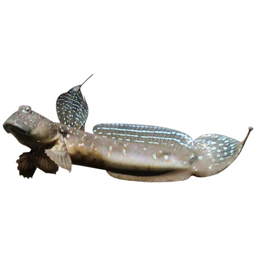 弹涂鱼活鱼跳跳鱼滩涂鱼淡水观赏鱼宠物饲料鱼缸沙红旗鳍淡化冷水 - 图3