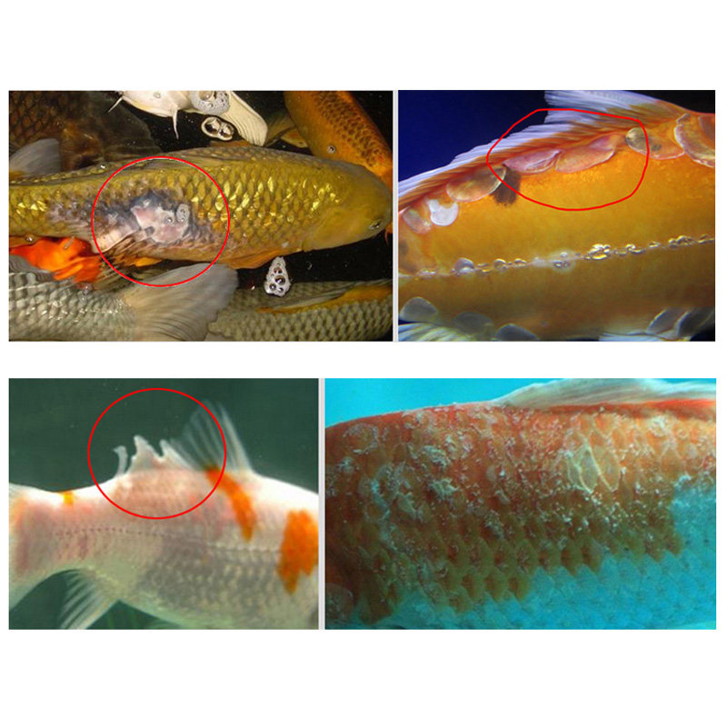 鱼池除藻剂鱼缸净化剂硝化细菌不伤鱼除绿藻除青苔除绿水褐藻,淘宝优惠券,粉丝福利购,淘宝优惠卷