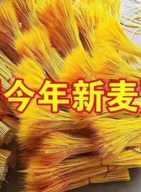 招财天然风干黄金麦穗干花花束装饰客厅摆件大麦乔迁开业新居礼品