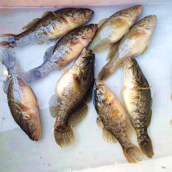 黑龙江土特产东北鲜活老头鱼新鲜速冻山胖头大头鱼食用淡水小杂鱼,淘宝优惠券,粉丝福利购,淘宝优惠卷