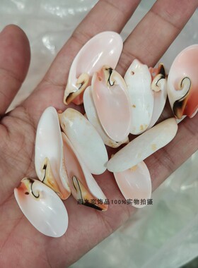 diy孔雀风铃贝壳景观装饰品吊坠