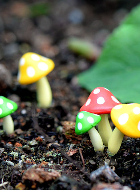 diy苔藓微景观蘑菇多肉生态瓶