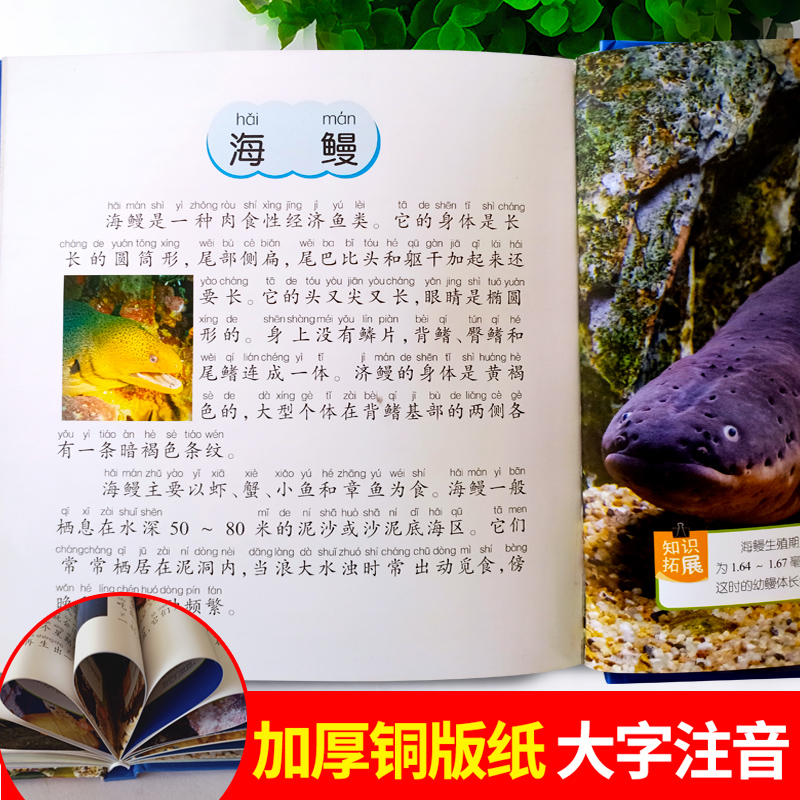 【有声伴读】海洋生物小百科注音版儿童读物故事书一二年级阅读课外书必读小学版读书推荐带拼音的幼儿园科普绘本启蒙早教书本安丰 - 图1