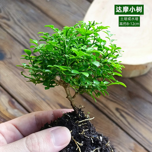 苔藓水陆缸植物室内办公室迷你盆栽绿植花卉水培植物网纹草蕨类 - 图2