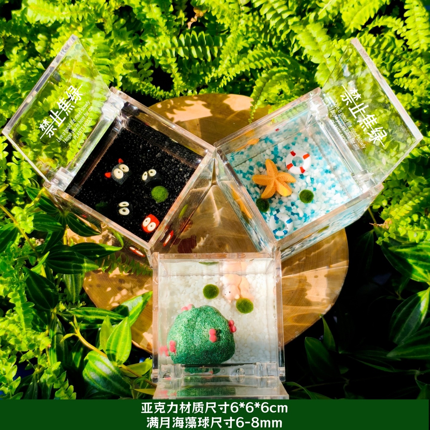 海藻球微景观 森林立方生态瓶 创意迷你植物水培植物球藻生长观赏,淘宝优惠券,粉丝福利购,淘宝优惠卷