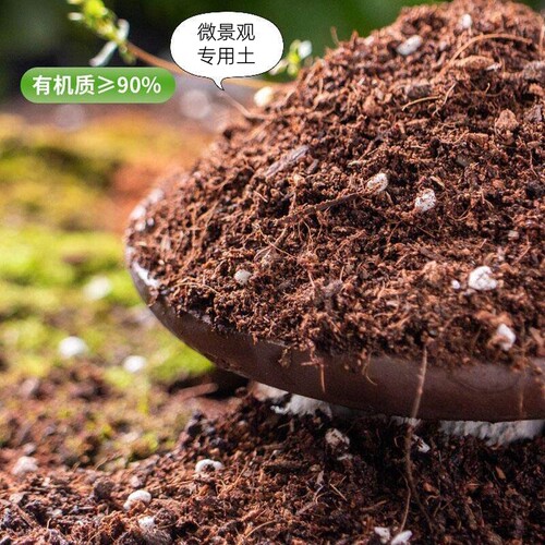 苔藓微景观diy摆件细河石蓝砂野生苔藓营养土种植工具水陆缸造景 - 图0