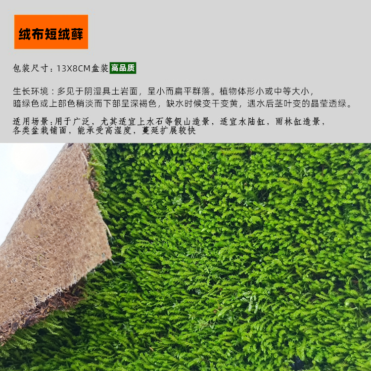 鲜活苔藓 苔藓微景观生态瓶白假山盆栽创意迷你植物diy材料水陆缸 - 图2