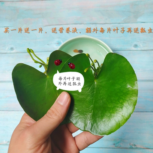 Один -линейная лотосная миска с лотосным гидропонным растением.