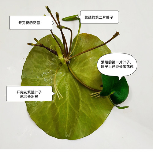 一叶莲碗莲室内水培植物花卉鱼缸水草造景好养水生睡莲净化水质 - 图2