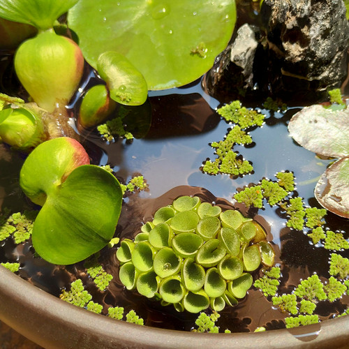 兔耳浮萍水草鱼缸造景水生植物一叶莲碗莲水培铜钱草净水植物迷你 - 图2
