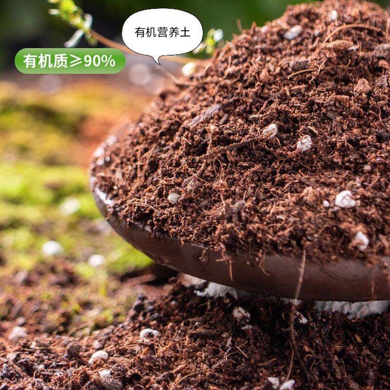 苔藓微景观diy摆件细河石蓝砂野生苔藓营养土种植工具水陆缸造景 - 图0