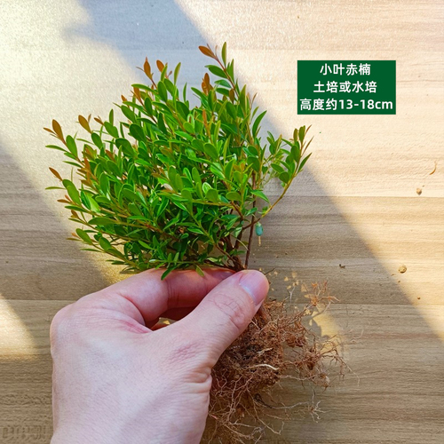 苔藓微景观DIY材料网纹草单颗植物鲜活绿植生态缸水陆缸造景蕨类