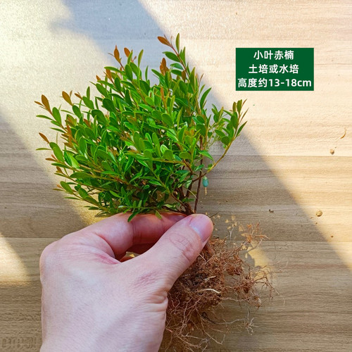 苔藓水陆缸植物室内办公室迷你盆栽绿植花卉水培植物网纹草蕨类 - 图1