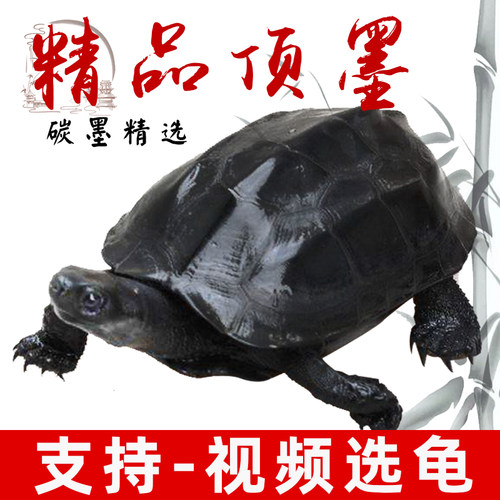 顶墨龟纯种全黑公黑腹中华金线草龟碳墨大乌龟活物特大观赏宠物龟 - 图2