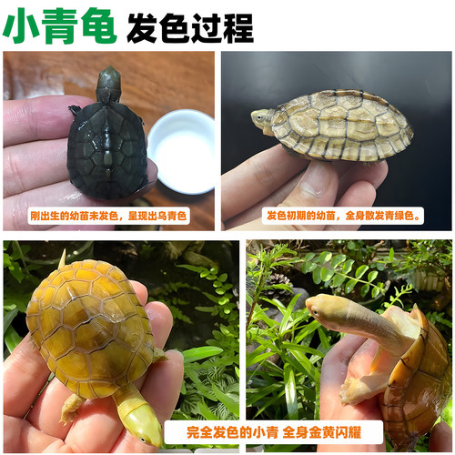 纯种小青龟皖南三黄喉拟水龟苗北石金钱龟小乌龟活物宠物观赏龟 - 图1