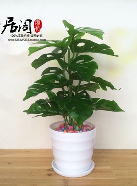 仿真假花植物绿植室内外装饰塑料盆栽绿萝小盆栽仿真花草盆景包邮