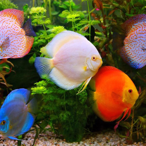 七彩神仙鱼饲料燕鱼热带鱼苗观赏鱼开口小型颗粒鱼食鱼料鱼粮通用 - 图1