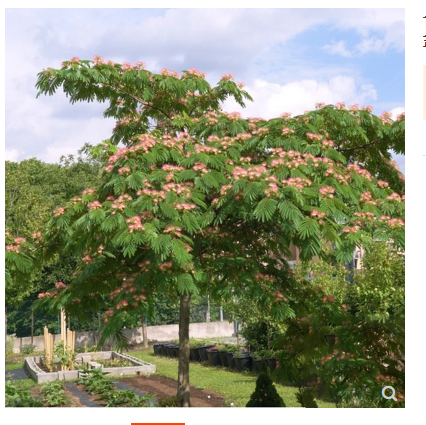 合欢树苗芙蓉树苗绒花树银叶金合欢花树苗树木庭院南北方种植盆栽 - 图0