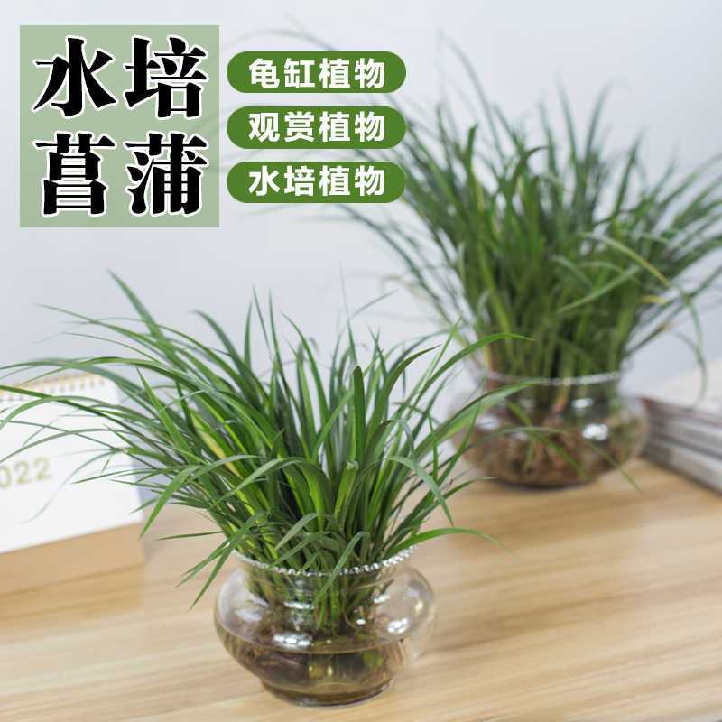 水培植物菖蒲草 新人首单立减十元 22年9月 淘宝海外