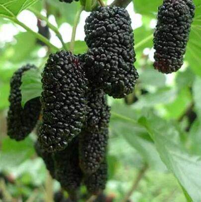 桑葚树苗无籽大十台湾长果果桑苗桑椹苗桑葚苗地栽盆栽占地果树苗 - 图0