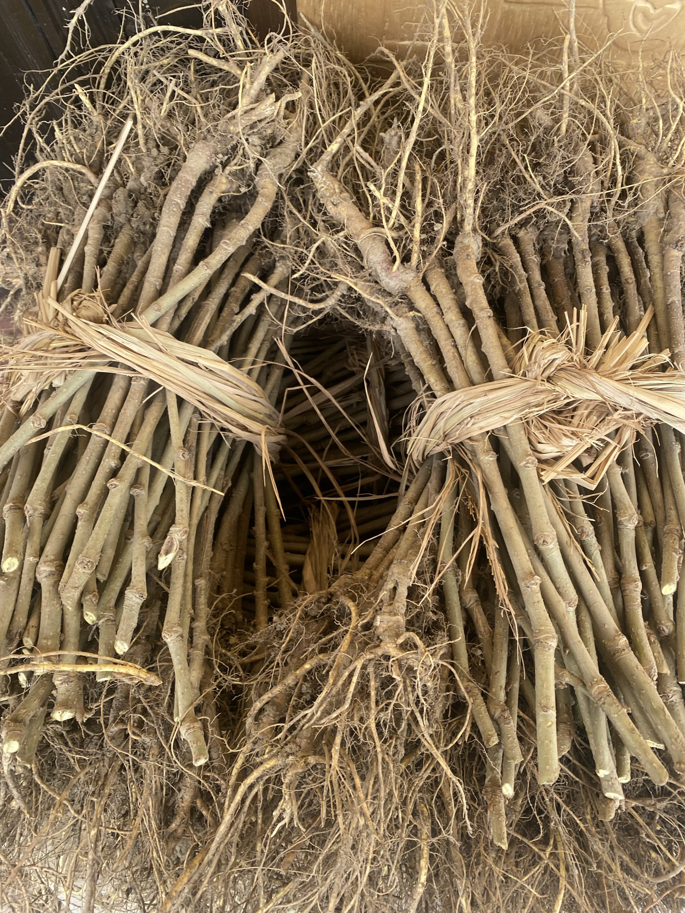 强桑1号蚕桑苗农桑14号桑树苗养蚕大叶桑嫁接苗地栽盆栽大叶蚕桑,淘宝优惠券,粉丝福利购,淘宝优惠卷