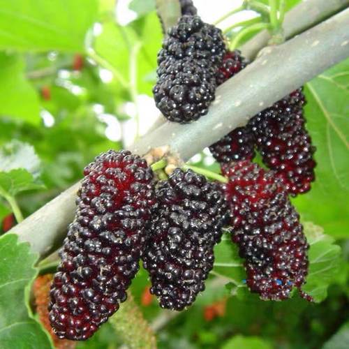 桑葚树苗无籽大十台湾长果果桑苗桑椹苗桑葚苗地栽盆栽占地果树苗 - 图2