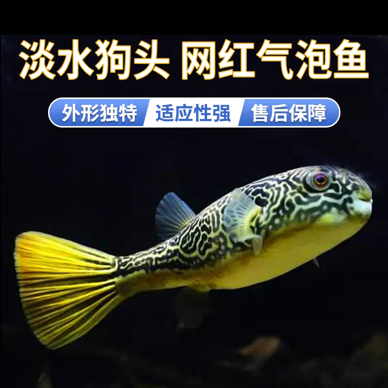 红圆点狗头皇冠狗头活体观赏鱼网红气泡鱼淡水河豚鱼中大型鱼 - 图2