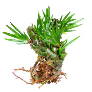 Dragon root calamus micro bonsai green plant indoor hydroponic desk changpu grass turtle hydroponic plant potted plant