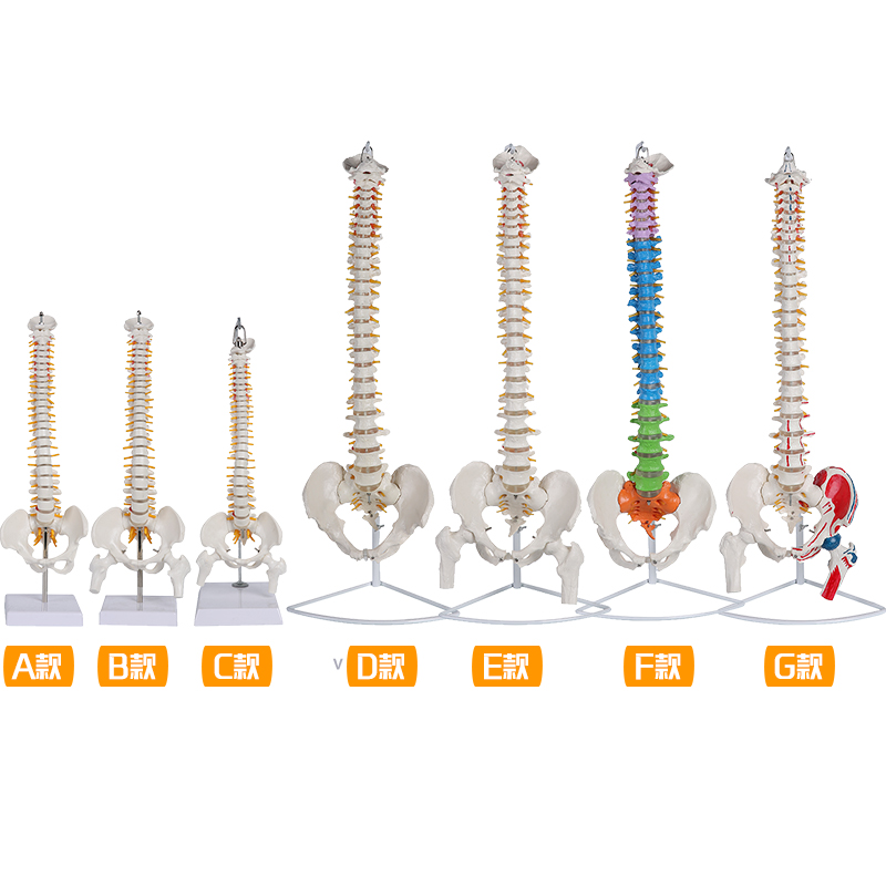 脊椎骨架脊柱模型人体模型结构成人医学正骨练习骨骼模型颈椎腰椎 - 图3