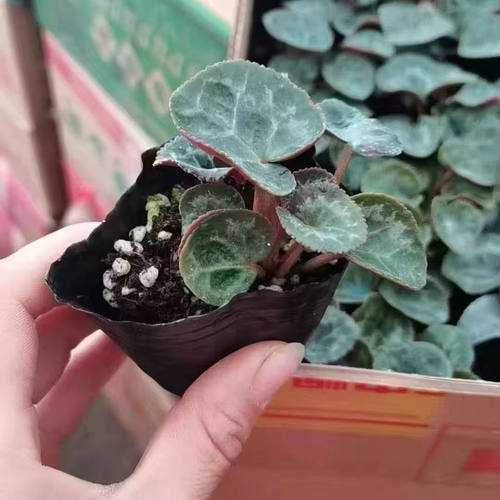 仙客来盆栽开花绿植花卉花苗大花重瓣室内好养观花植物 - 图3