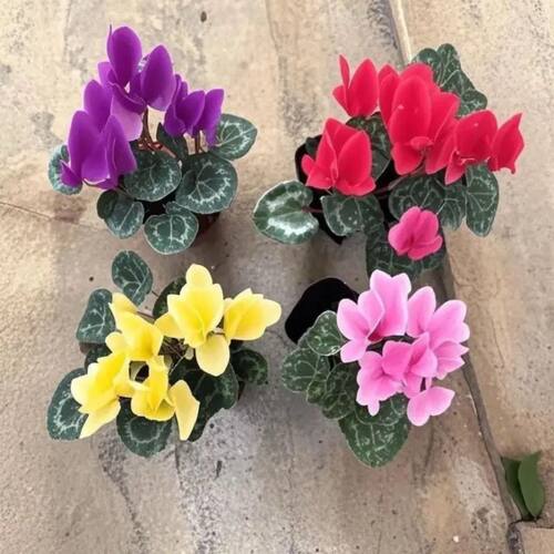 仙客来盆栽开花绿植花卉花苗大花重瓣室内好养观花植物 - 图0