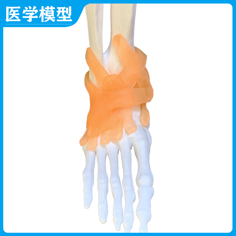 85CM人体骨骼模型 美术医用骨架模型45cm 骨骼标本 骨骼解剖模型 - 图1