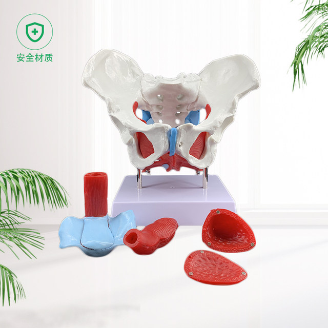 Model Uterine delivery Midwife Human pelvis