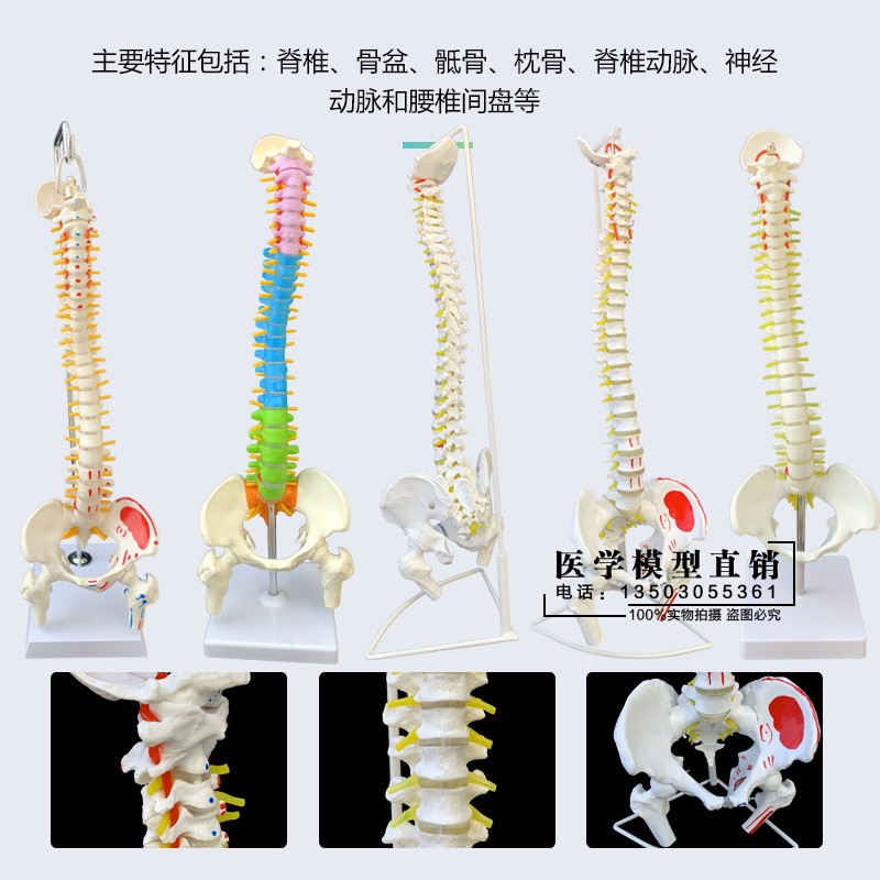 人体脊柱模型1:1成人医学正骨练习骨骼模型颈椎腰椎脊椎骨架模型 - 图0